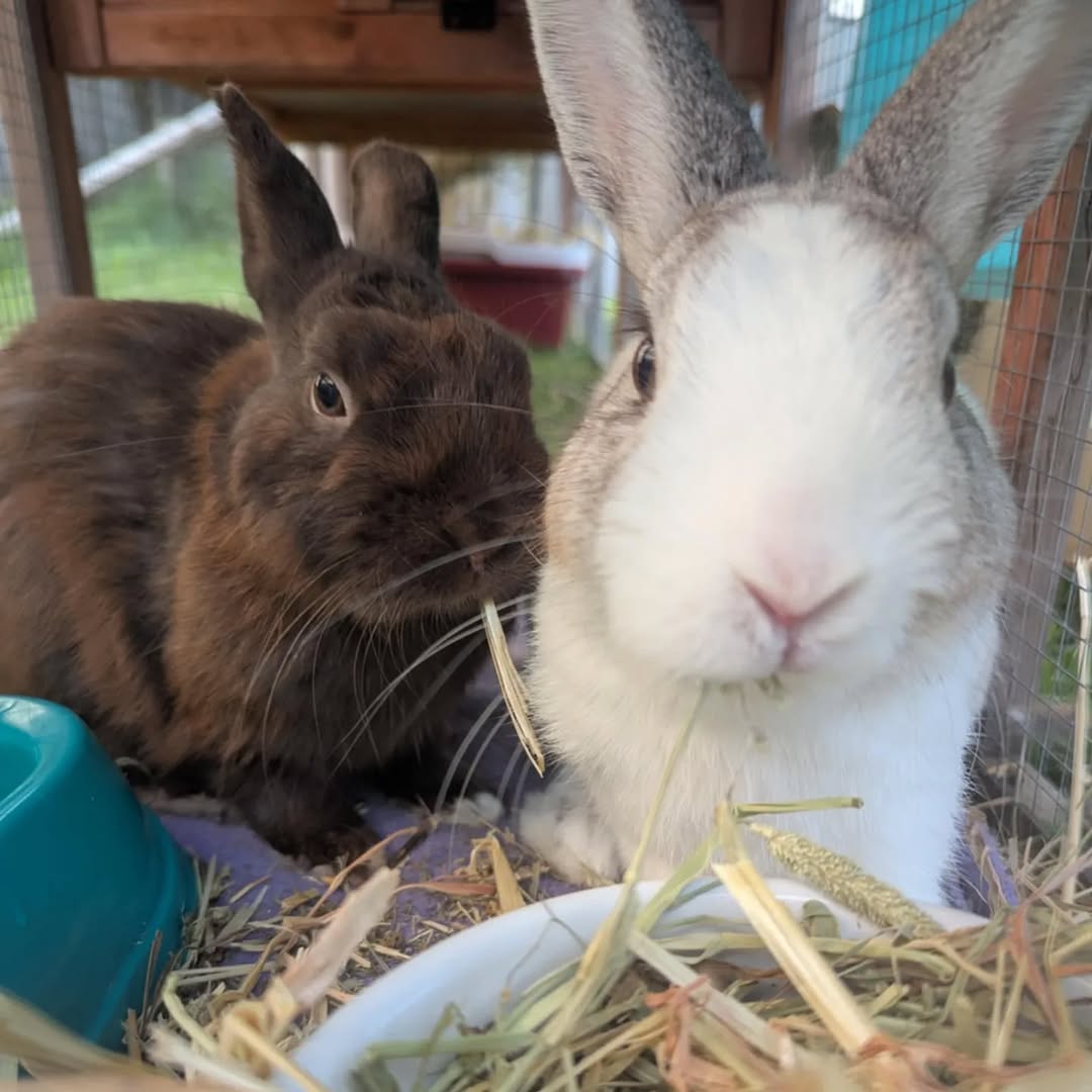 Other animals for adoption