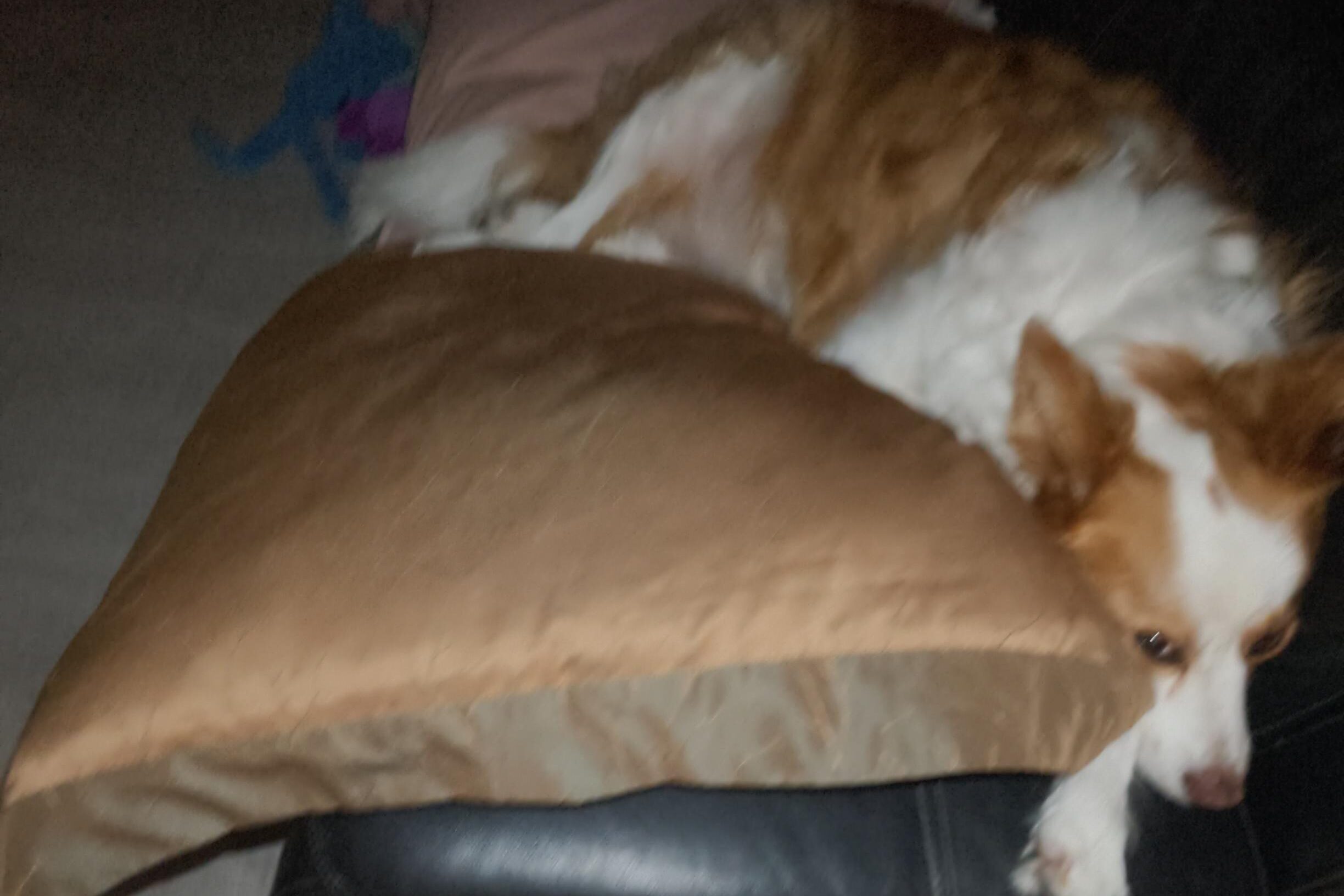 Amber-7sep25-scaled-aspect-ratio-600-400