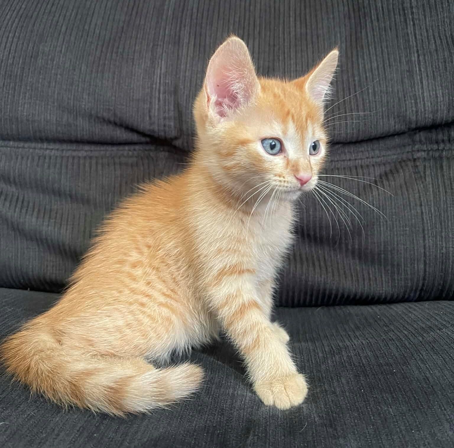 jatz3443-aspect-ratio-600-592